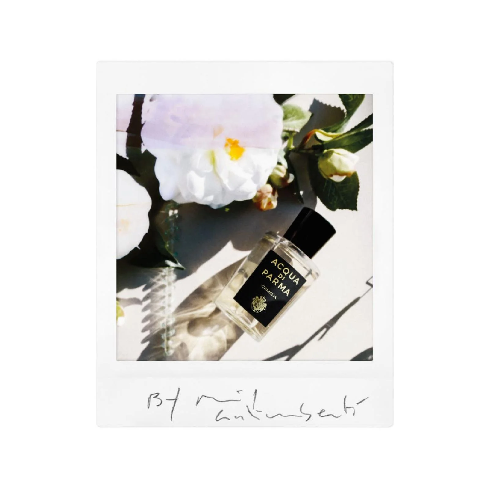 Acqua Di Parma Camelia Eau de Parfum for Everyone - Image 3