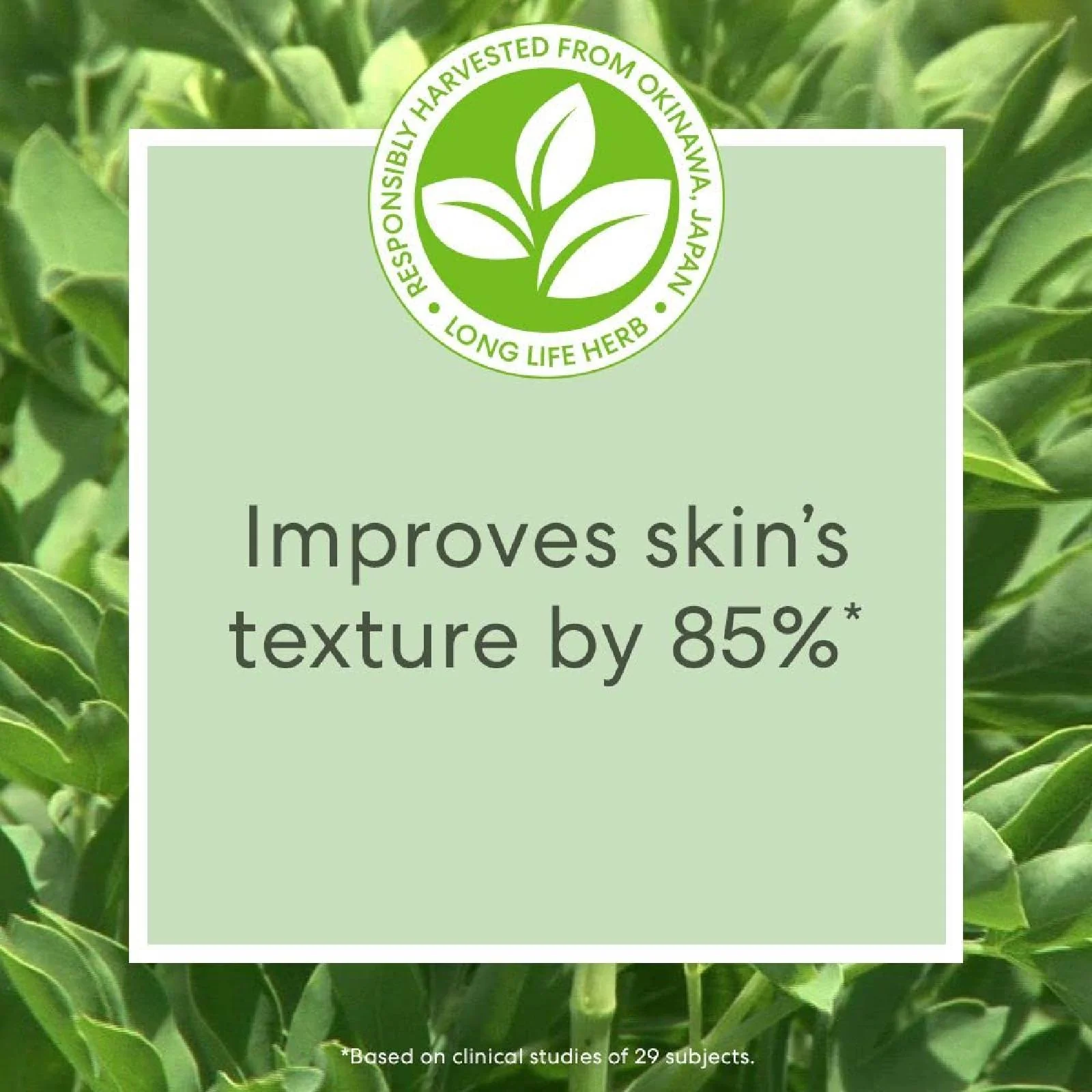 Bareminerals Skinlongevity Long Life Herb Night Treatment for Women - Image 2