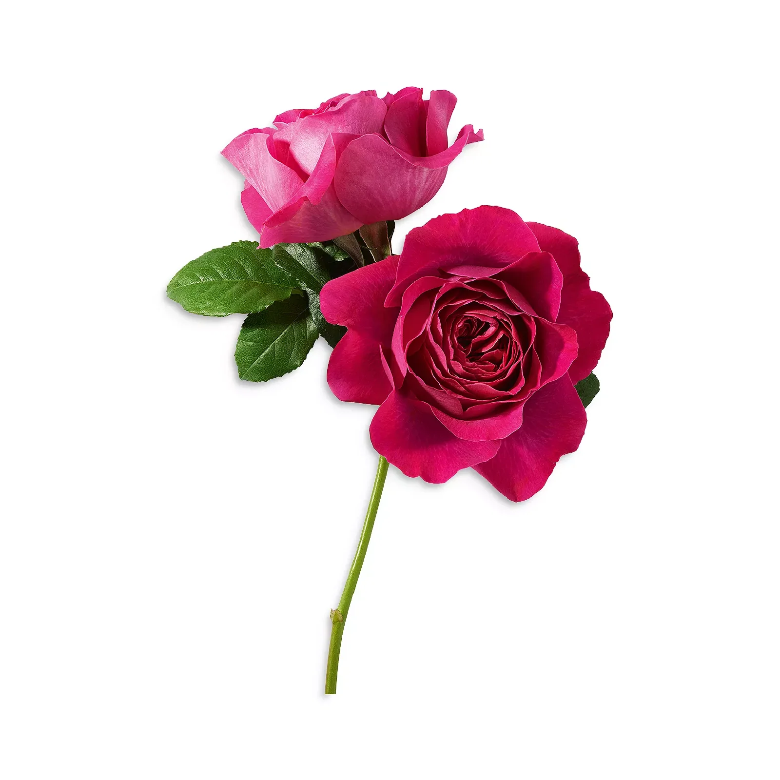 Lancome Tresor Midnight Rose Eau de Parfum for Women - Image 4